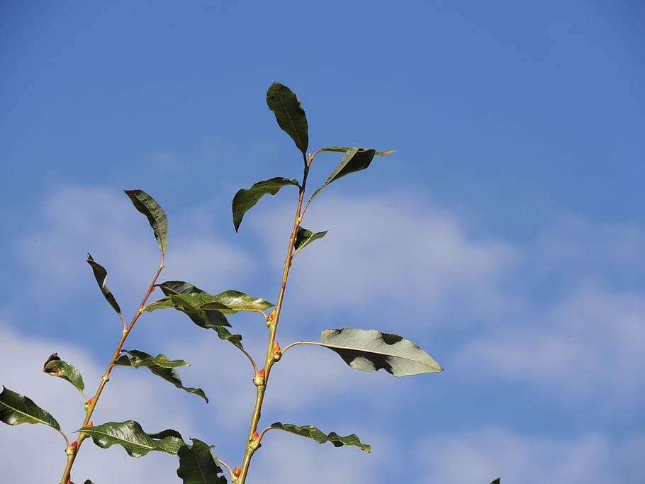 Branch, Leaves, Tree, Clouds, sky, blue, no people, plant, growth HD wallpaper