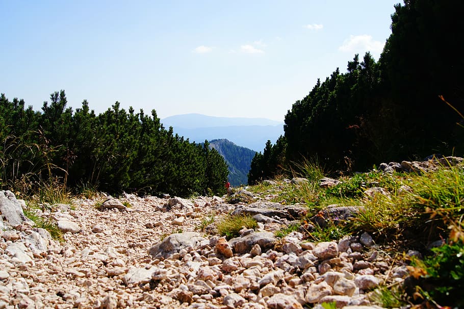 trail, alm, landscape, mountain pine, nature, plant, sky, tranquility HD wallpaper