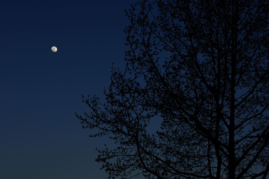 moon, tree, night, sky, nature, dark, low angle view, plant HD wallpaper