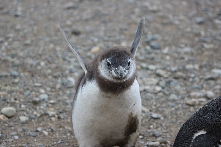selective focus photography of penguin, believe can fly, baby penguin