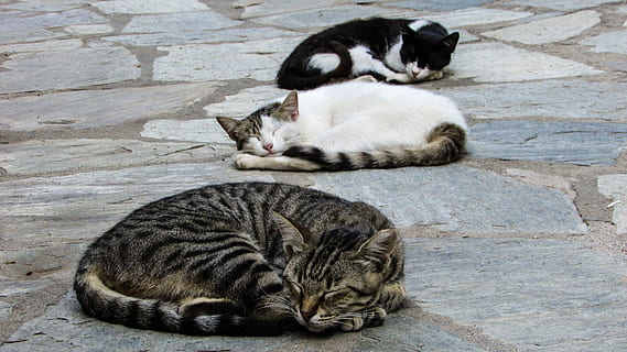 three cats sleeping outdoor, resting, cute, animal, kitten HD wallpaper