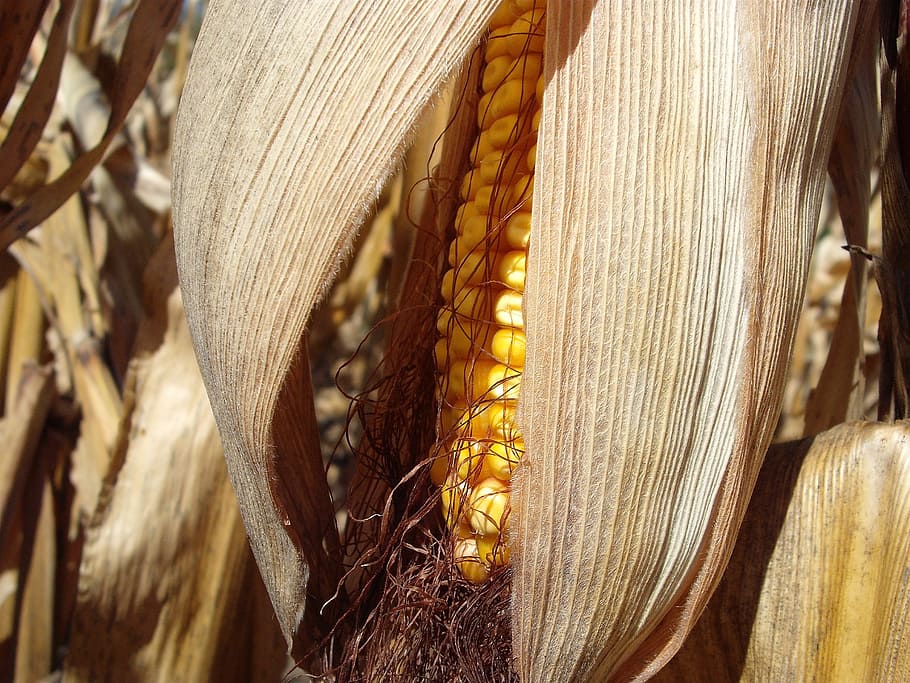 corn, stalk, cob, autumn, fall, harvest, crop, farming, grain HD wallpaper