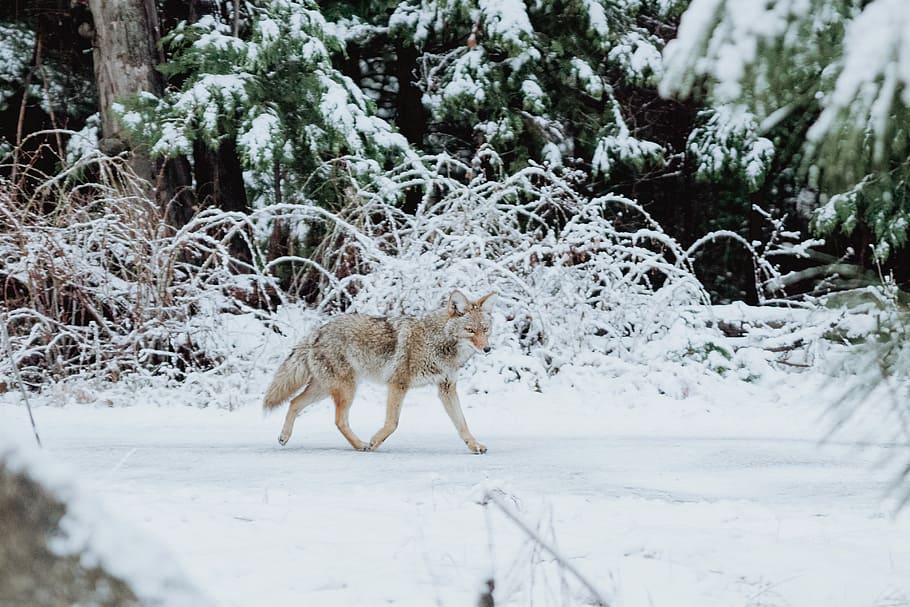 gray wolf walking on snow, fox walking on snow near trees, winter HD wallpaper