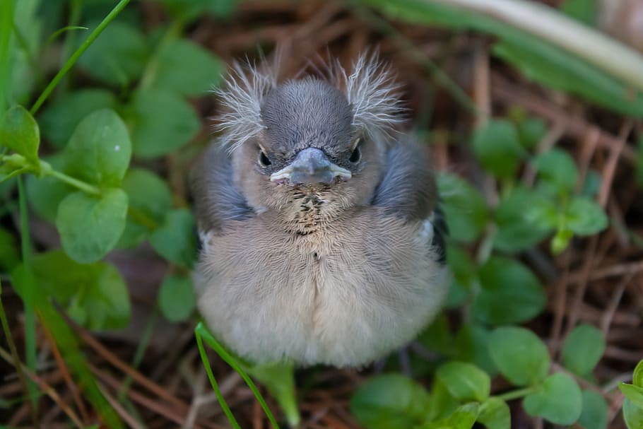 Bird, Chaffinch, Nature, chick, one animal, animal themes, animals in the wild HD wallpaper