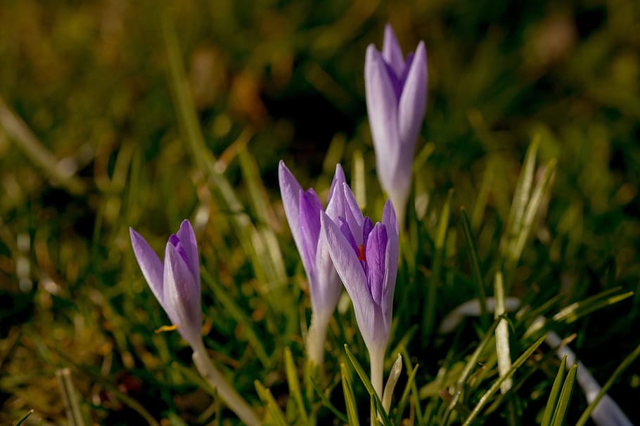 Spring, Crocus, Flowers, Violet, spring meadow, purple, signs of spring HD wallpaper