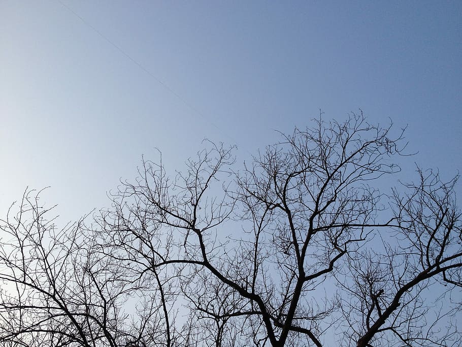 Sky, Shadows, Branch, Winter, three, silhouette, bare tree HD wallpaper