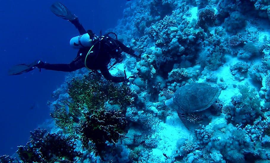 Diving, Reef, Underwater World, Nature, on lake, animal, turtle HD wallpaper