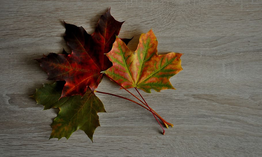 foliage, clone, autumn, colored, nature, plant part, leaf, change HD wallpaper