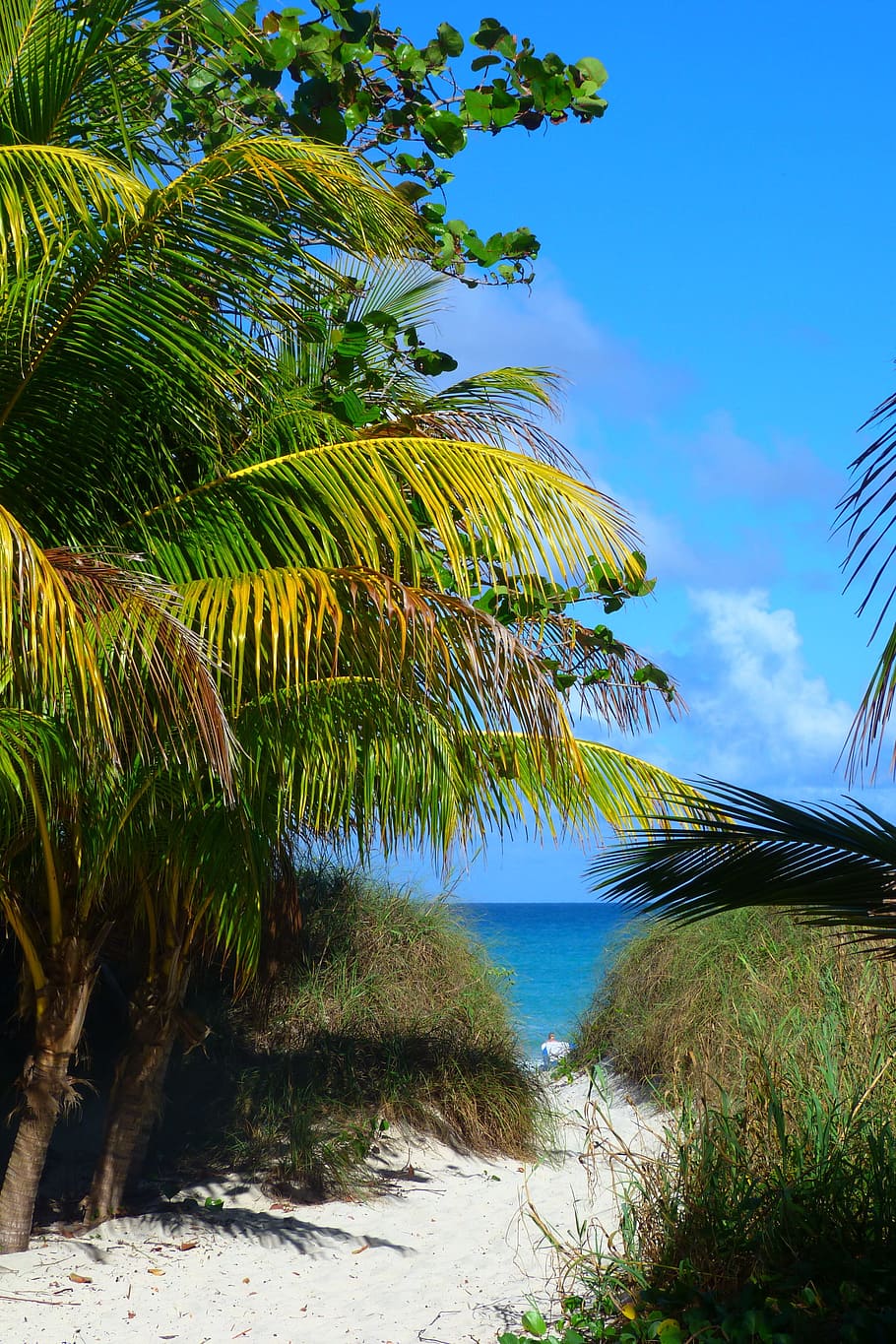 cuba, paradise, sea, sand, palm tree, path, plant, water, growth HD wallpaper