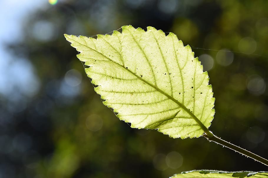 leaf, tree, nature, green, autumn, macro, green tree, sun, sunshine HD wallpaper