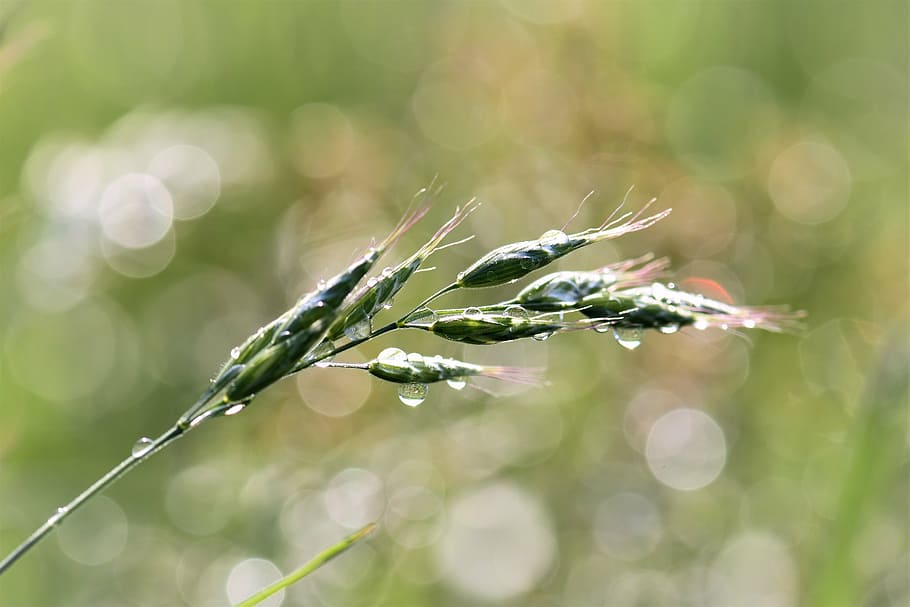 grass, meadow, raindrop, nature, green, grasses, blade of grass HD wallpaper