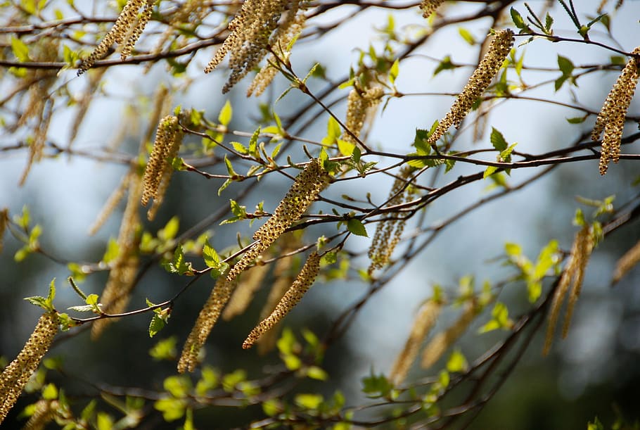 birch, branches, catkins, pollen, tree, texture, spring, background, HD wallpaper