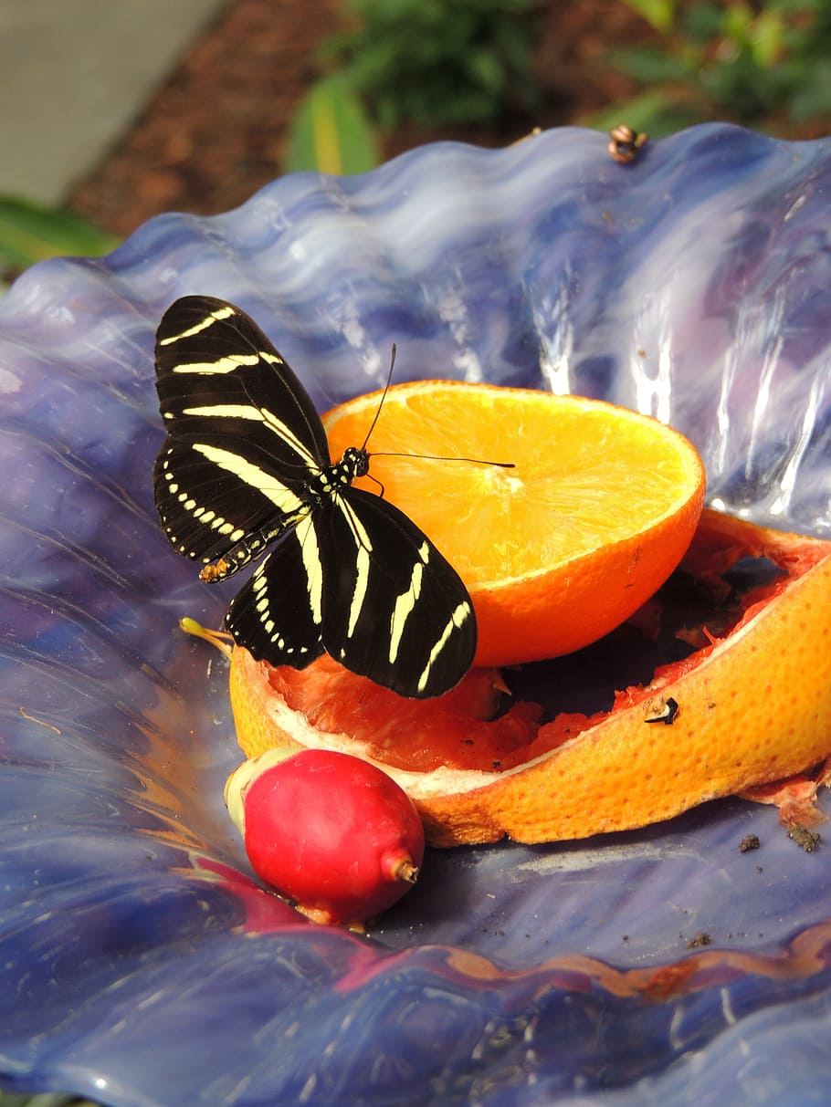 orange, butterfly, insect, wing, wildlife, bug, bright, small HD wallpaper