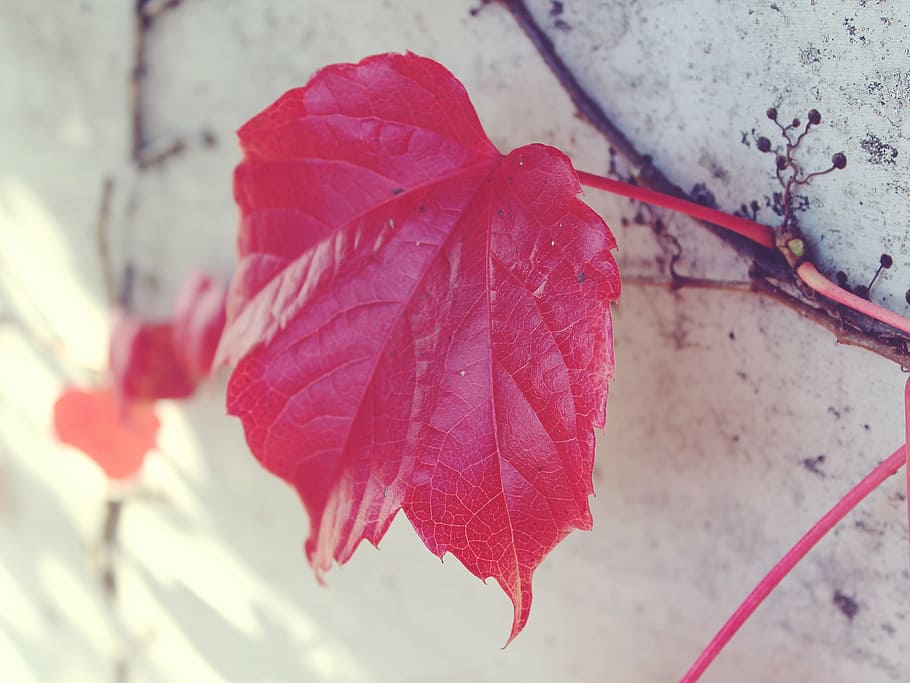 leaf, red, wall, autumn, red leaf, fall foliage, nature, bright HD wallpaper