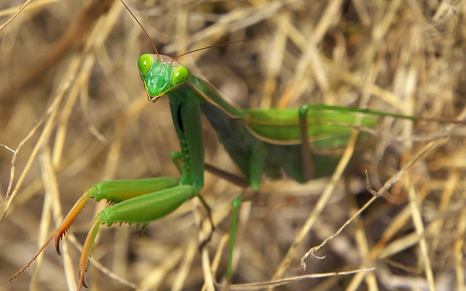 macro photography of green praying mantis, nature, insect, predateur HD wallpaper