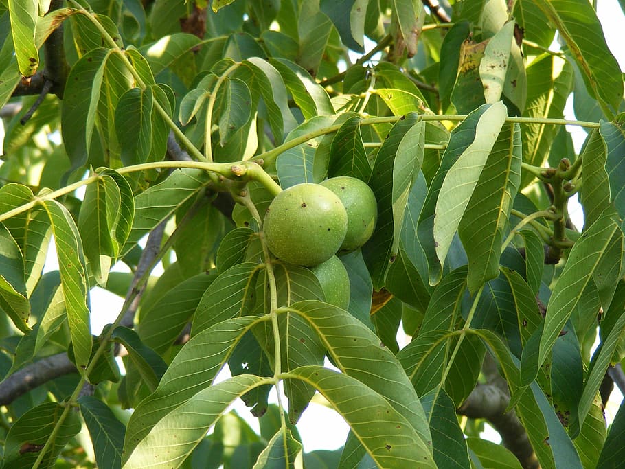 green, immature, leaf, tree, unripe, walnuts, fruit, food, freshness HD wallpaper