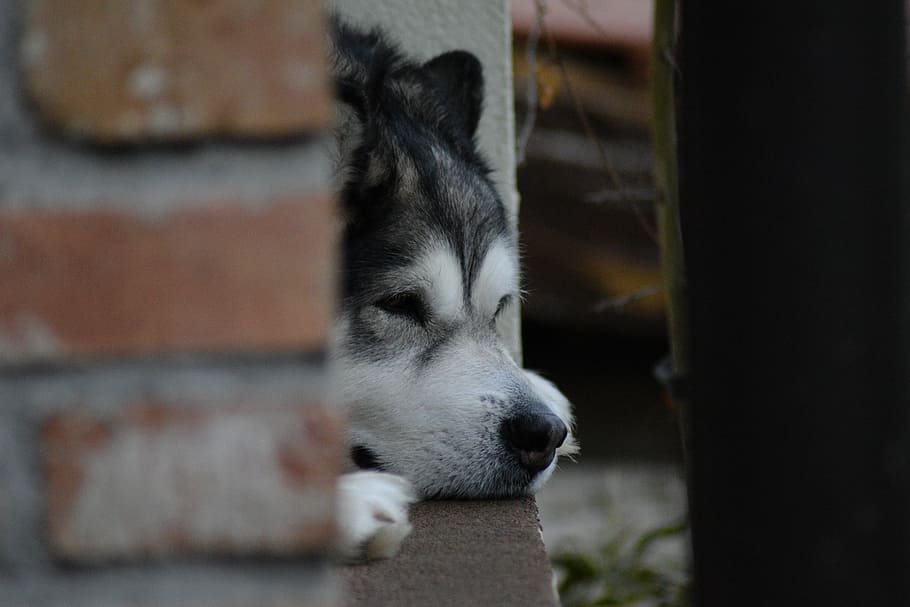 are alaskan malamutes domestic