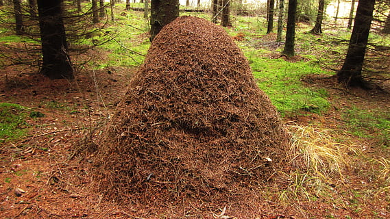 insects, forest, the anthill, tree, plant, land, trunk, tree trunk HD wallpaper