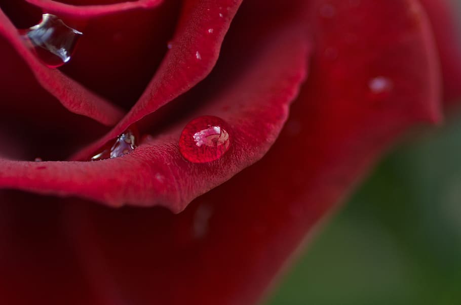 water droplet on red rose, drip, blossom, bloom, nature, flower HD wallpaper