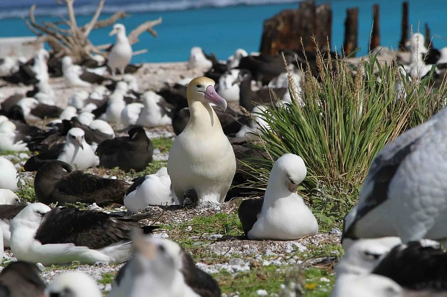 ground, nesting, tailed, short, albatross, birds, animals, fauna HD wallpaper