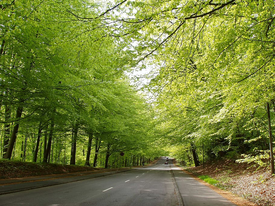 road, natural, forest, spring, tree, plant, transportation HD wallpaper
