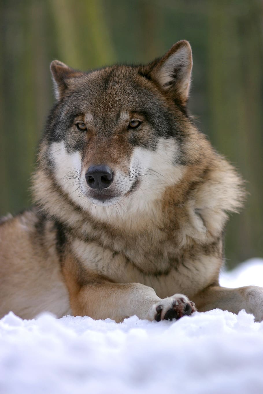 adult sable wolf laying down on snow, zoo, canis lupus, canine