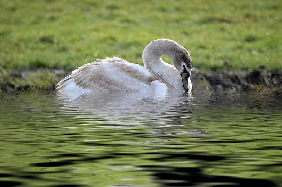 swan, park, pond, bird, nature, animal, lake, wildlife, water HD wallpaper