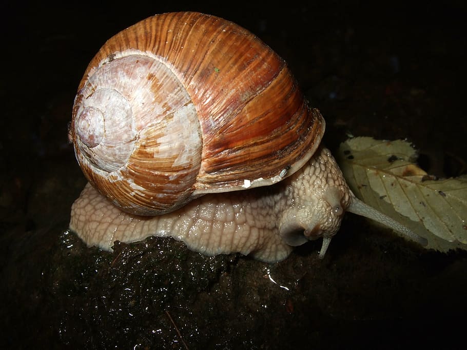 snail, shell, mucus, reptile, mollusk, slowly, animal wildlife HD wallpaper