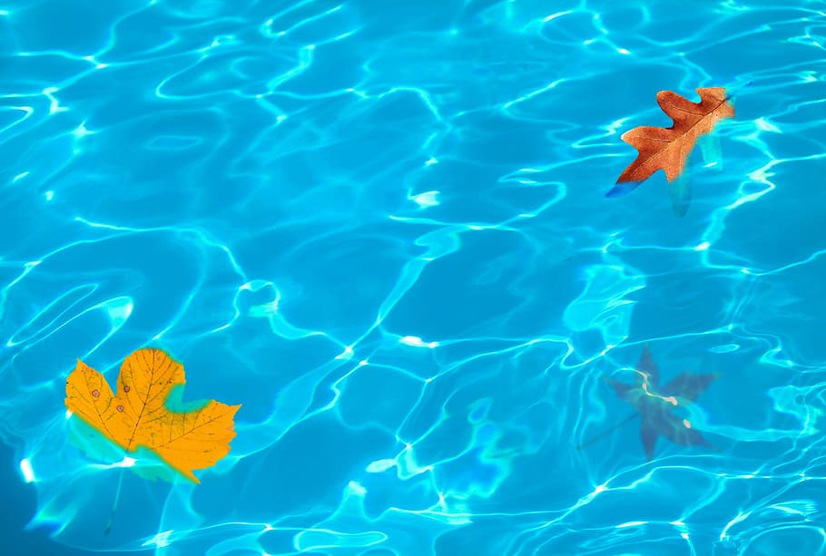 two dried maple leaf on swimming pool, Leaves, Leaf, Fall, Fall Colors HD wallpaper