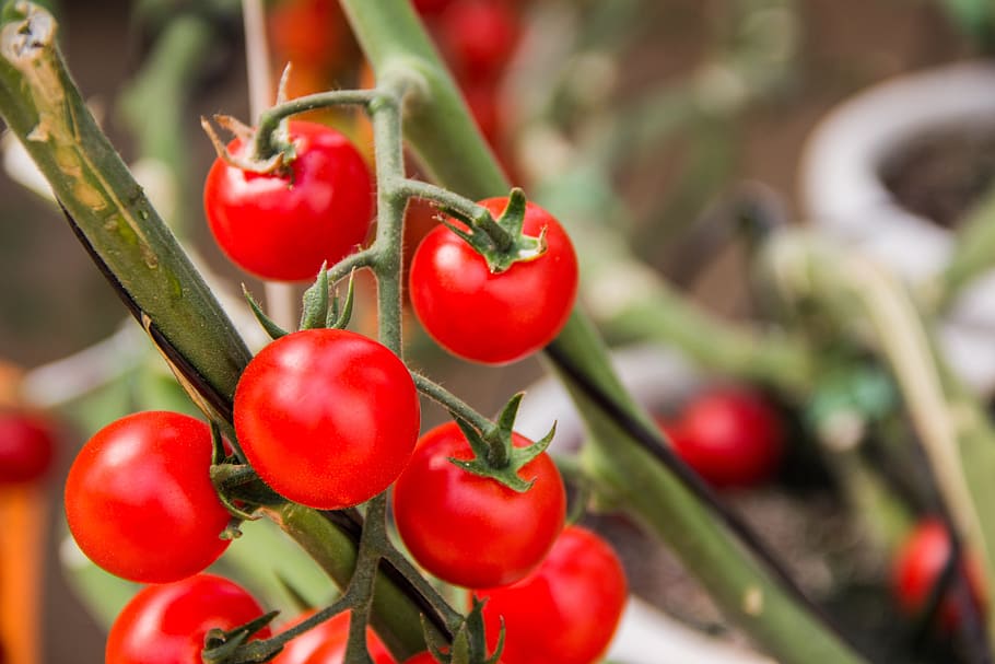 tomato, vegetables, ingredient, kitchen, salad, food, healthy HD wallpaper
