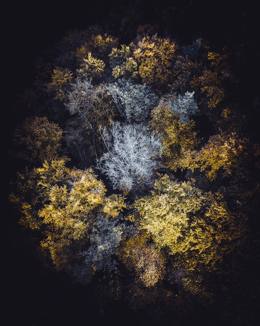 aerial photography of green leafed trees, forest, yellow tree HD wallpaper