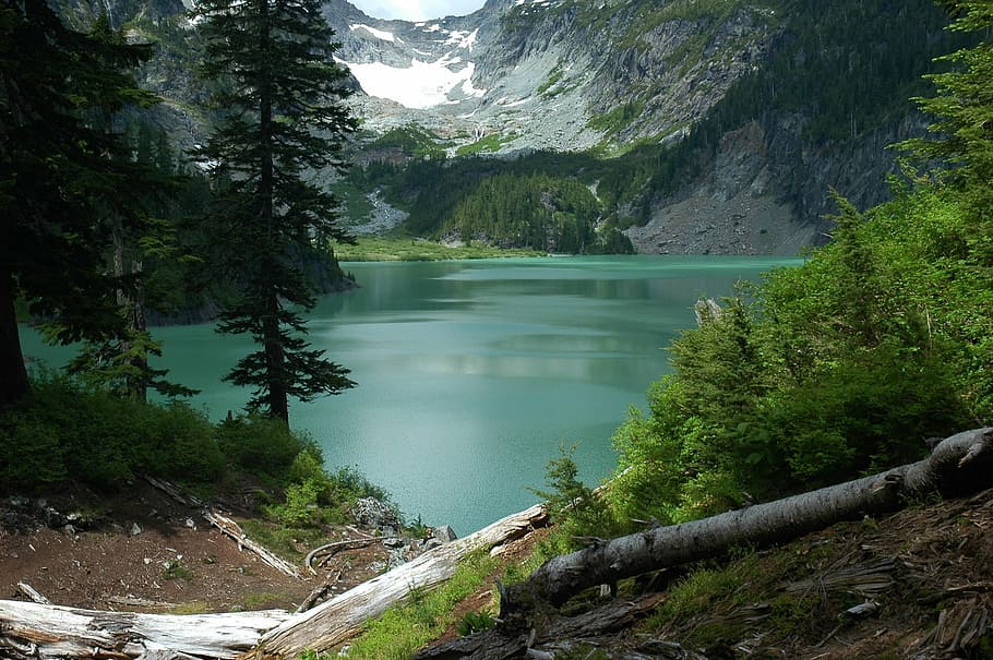 green leaf tree near lake photo, landscape, scenic, wilderness HD wallpaper