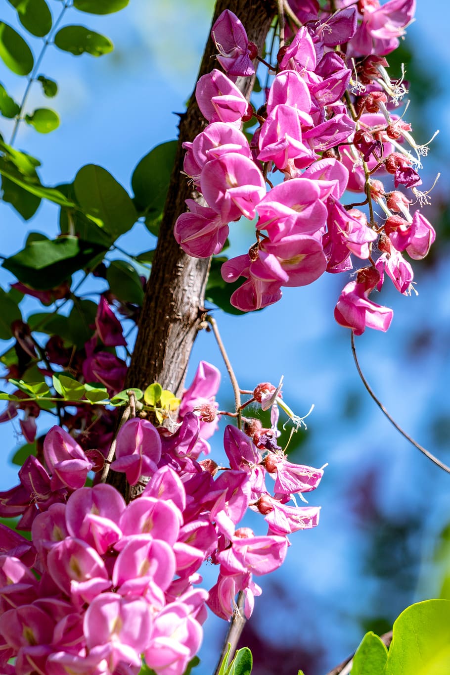 early summer, locust, plant, flower, flowering plant, pink color HD wallpaper