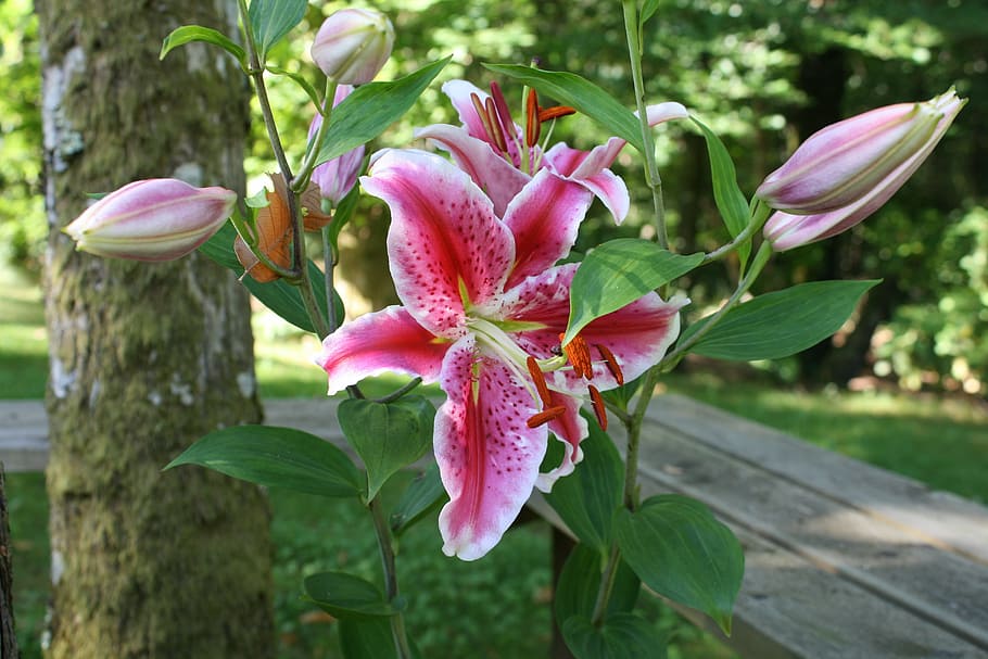 pink stargazer lily beside pathway near woods, pink lily, lilies, HD wallpa...