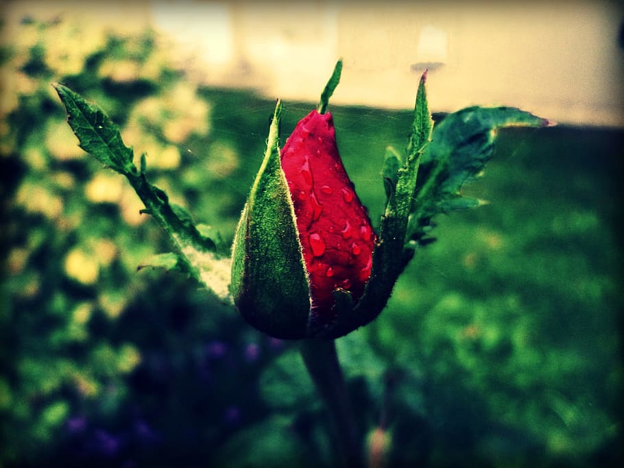 Rose, Red, Red, Web, Garden, bud, close-up, no people, nature HD wallpaper