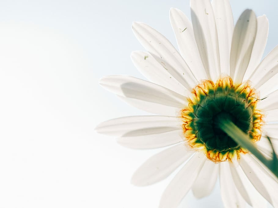 low-angle photo of white daisy, worm's eye photography of white daisy flower, HD wallpaper