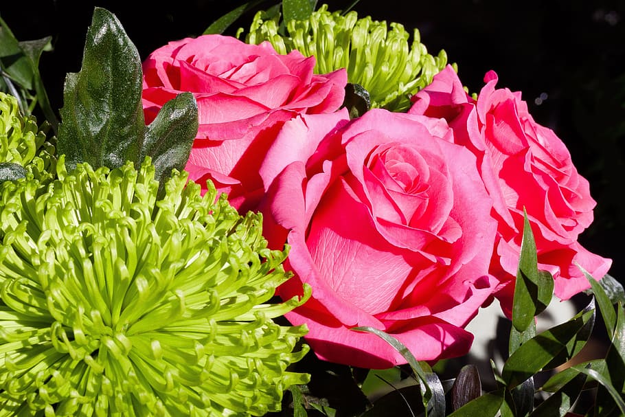 roses, composites, flowers, spring, nature, plant, chrysanthemum HD wallpaper