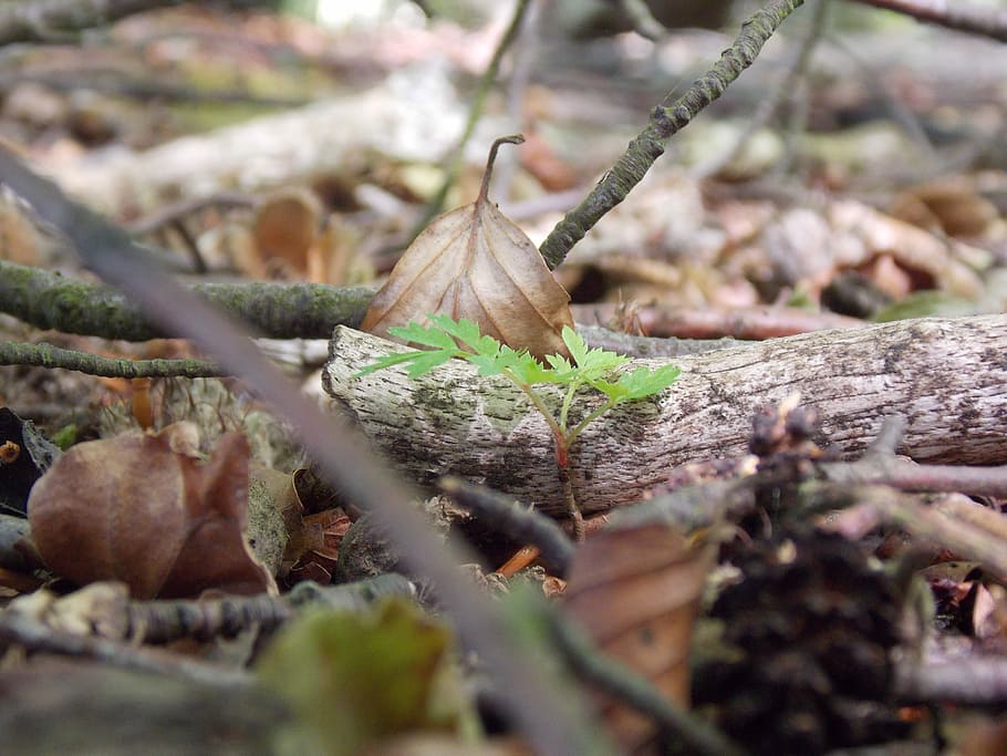 Leaf, Undergrowth, Forest, Nature, leaves, natural, foliage HD wallpaper