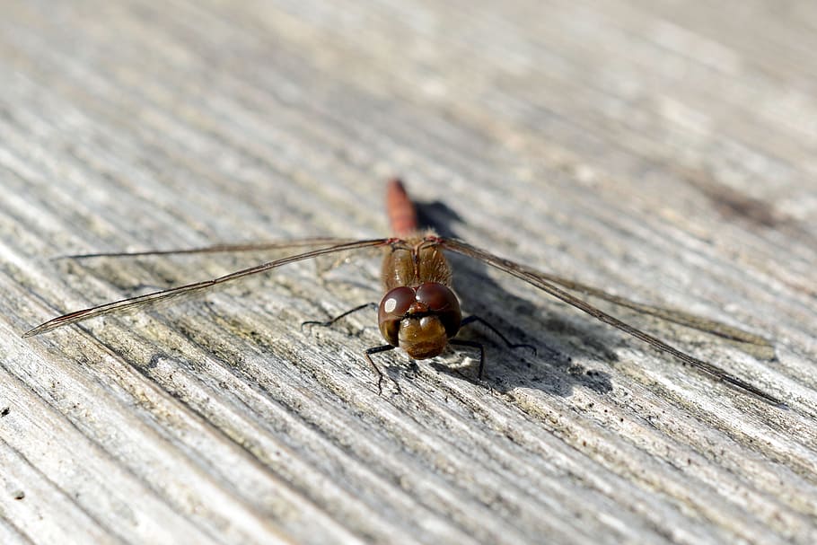 dragonfly, wing, insect, nature, flight insect, animal, red dragonfly HD wallpaper