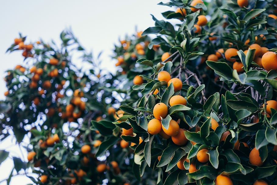 closeup photo of orange fruits, round orange fruit, tree, sky HD wallpaper