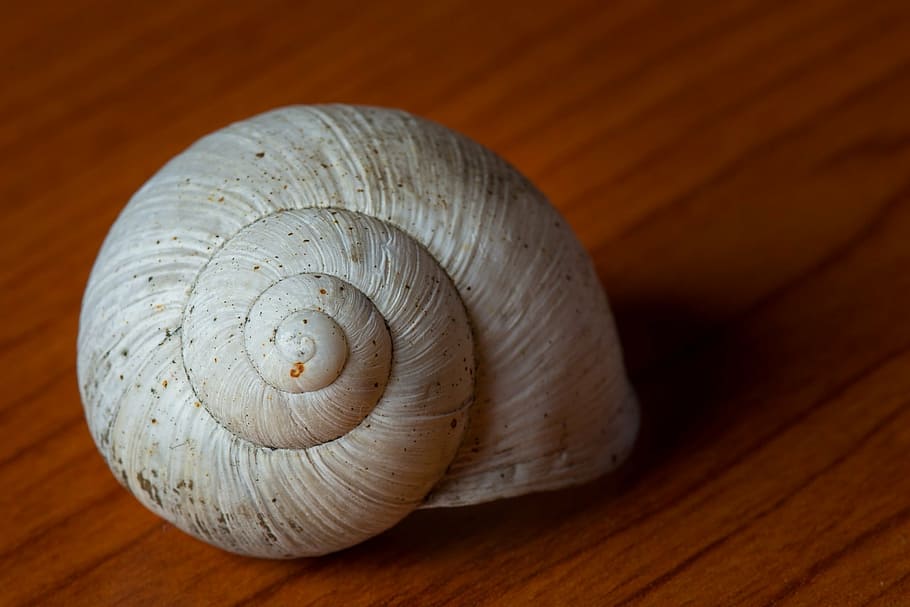 snail shell texture