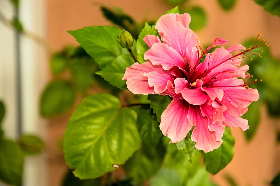 HD wallpaper: Chinese Rose, Flower, Pink, Garden, summer, hibiscus ...