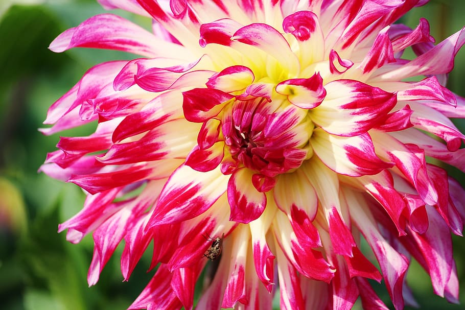 Pink Yellow White Flower, aster, bloom, blossom, close-up, dahlia HD wallpaper