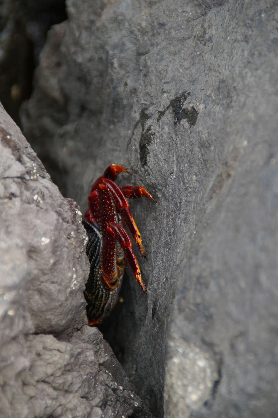 Cancer, Hidden, Hiding Place, Hide, stones, bank, coast, sea, HD wallpaper