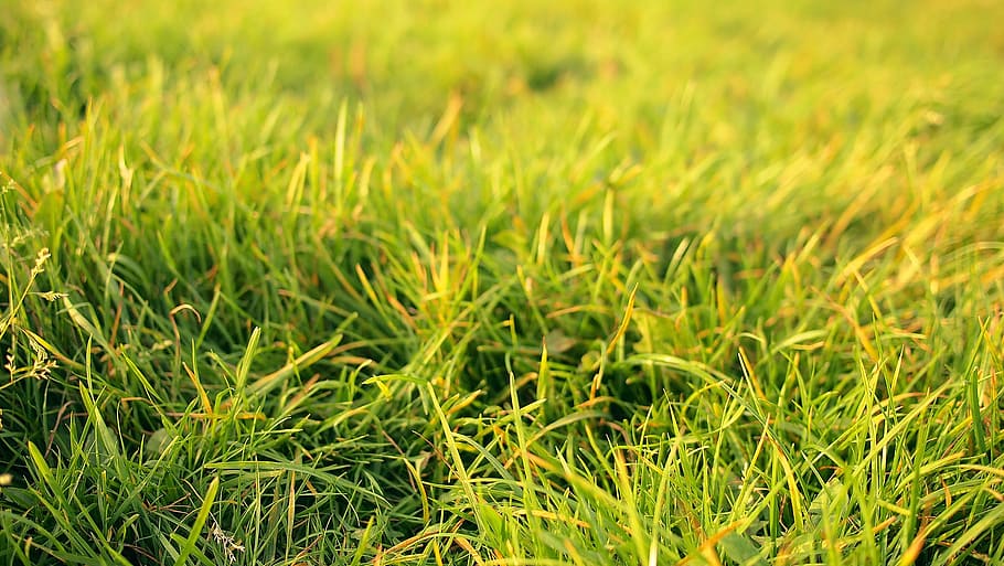 grass, nature, summer, green, spring, meadow, field, outdoor HD wallpaper