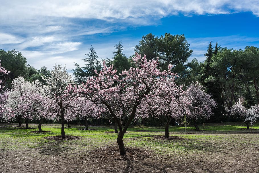 almond tree, spring, park, flower, bloom, flowers, nature, garden, HD wallpaper