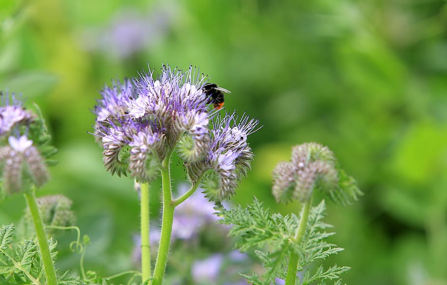 plant, catch crop, insects, bee, pollen, flower, nature, summer HD wallpaper