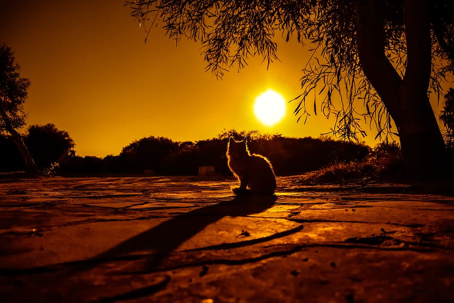 photo of a silhouette cat, sunset, shadows, silhouettes, nature HD wallpaper