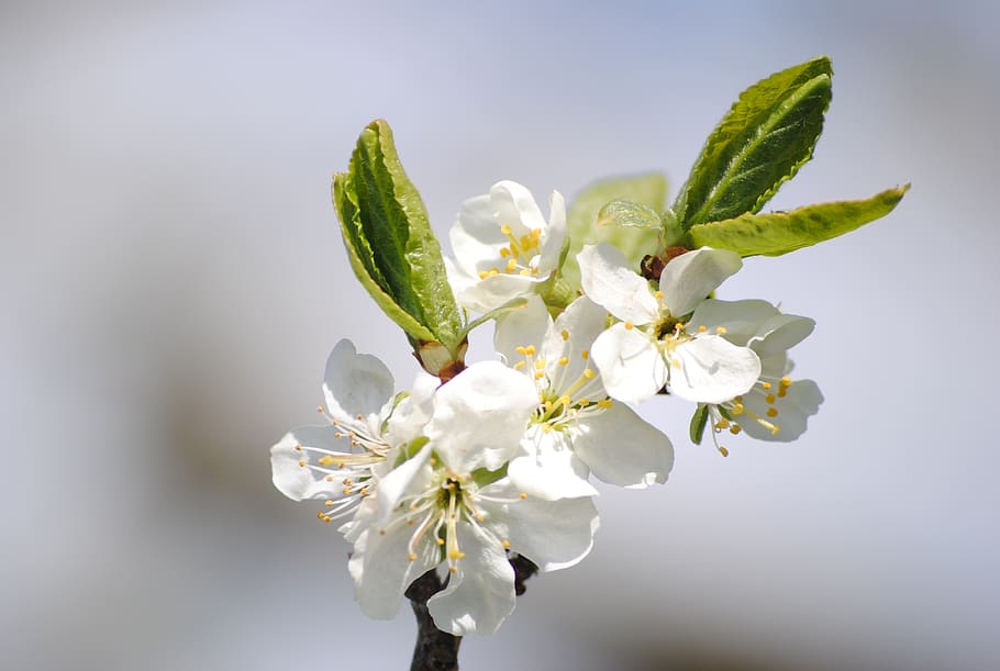 flowers, apple tree, leaf, summer, plant, beauty in nature HD wallpaper