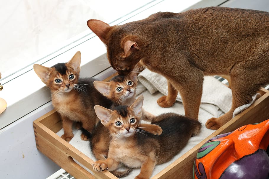 expensive, cute, pets, mammals, domestic, animal themes, domestic animals HD wallpaper